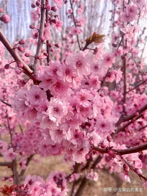 桃花寓意|桃花花语的含义及象征（探寻桃花背后的深意与诗意）。